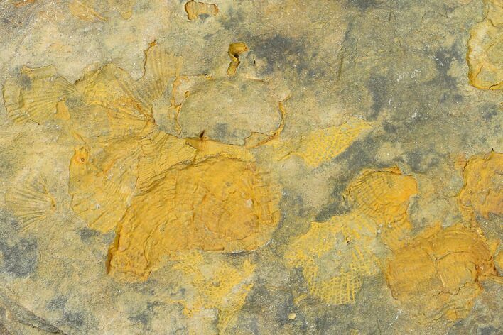 Pennsylvanian Fossil Brachiopod Plate - Kentucky #138903